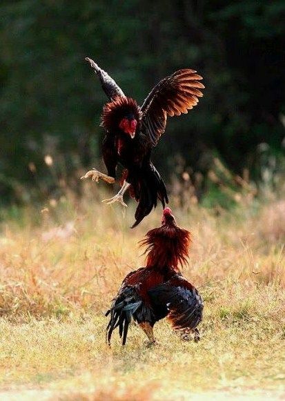 IDAMANTOTO : Situs Betting Live Sabung Ayam Terbaik dan Populer di Indonesia