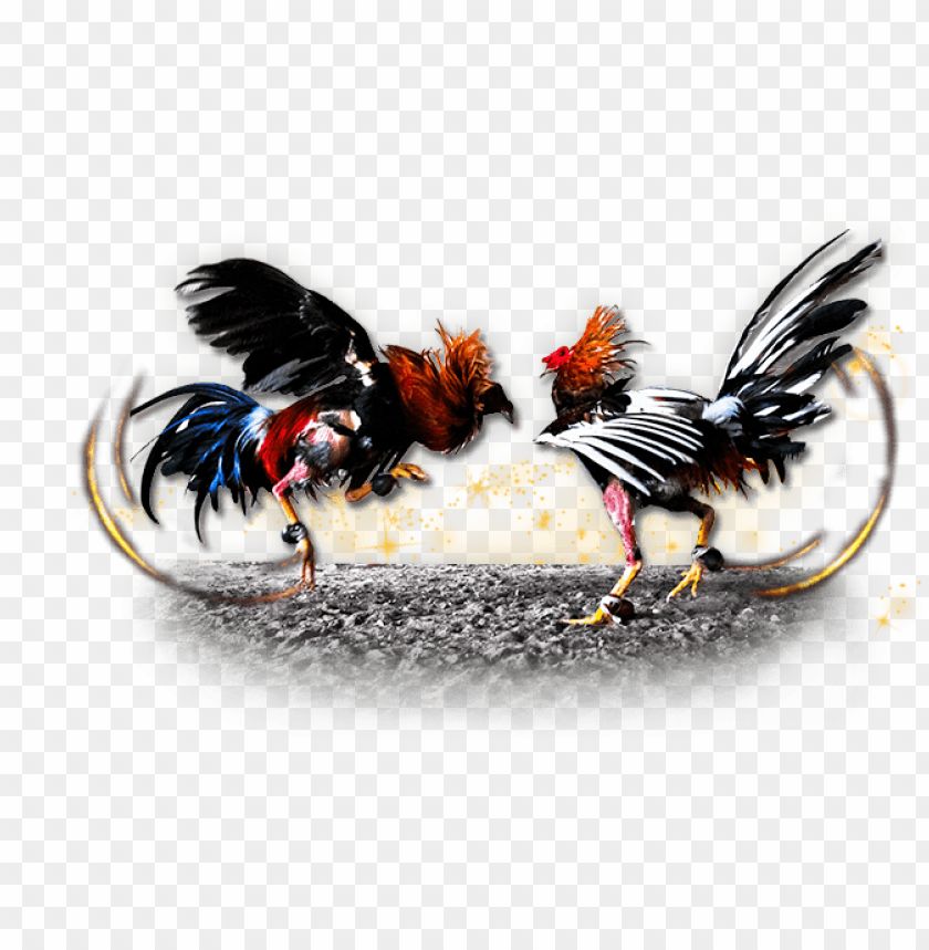 Sabung Ayam : Transisi Metode Bertaruh Tradisional Menuju Modern yang Sarat Akan Budaya
